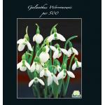 Baltus Galanthus Woronowii bloembollen per 500 stuks